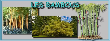 Bambous