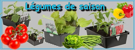 Légumes de saison